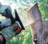 Best Firewood Processing and Delivery  in Dunkirk, IN