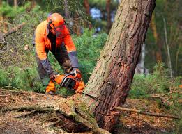 Best Lawn Watering Services  in Dunkirk, IN