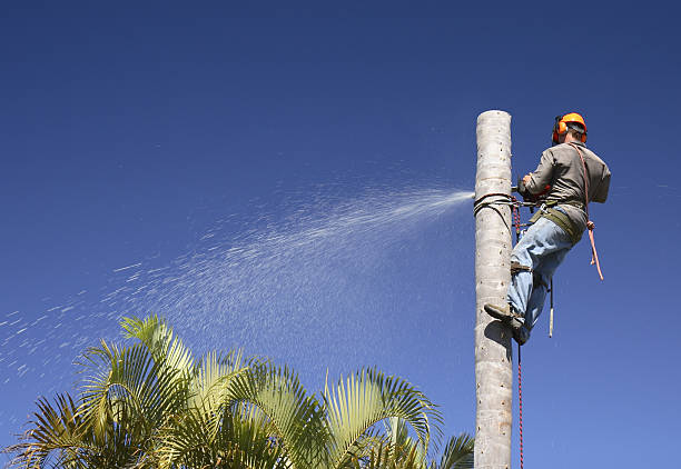 Best Tree Disease Treatment  in Dunkirk, IN