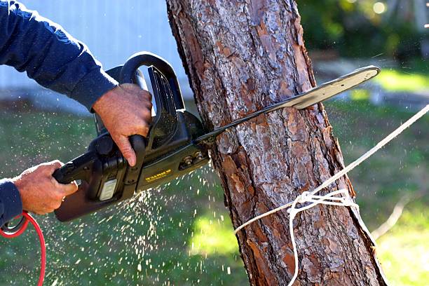 Best Lawn Pest Prevention  in Dunkirk, IN