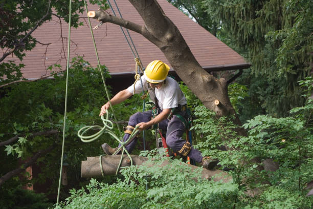 Best Landscape Design and Installation  in Dunkirk, IN