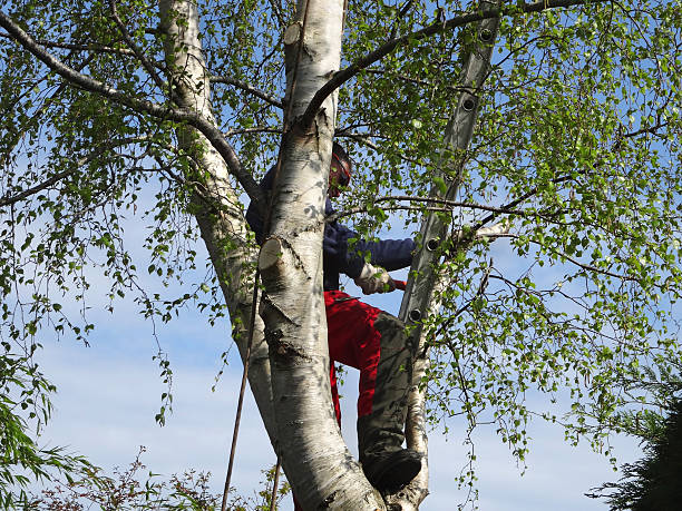 Best Tree Maintenance Programs  in Dunkirk, IN