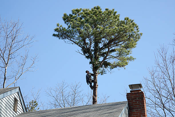 Best Root Management and Removal  in Dunkirk, IN
